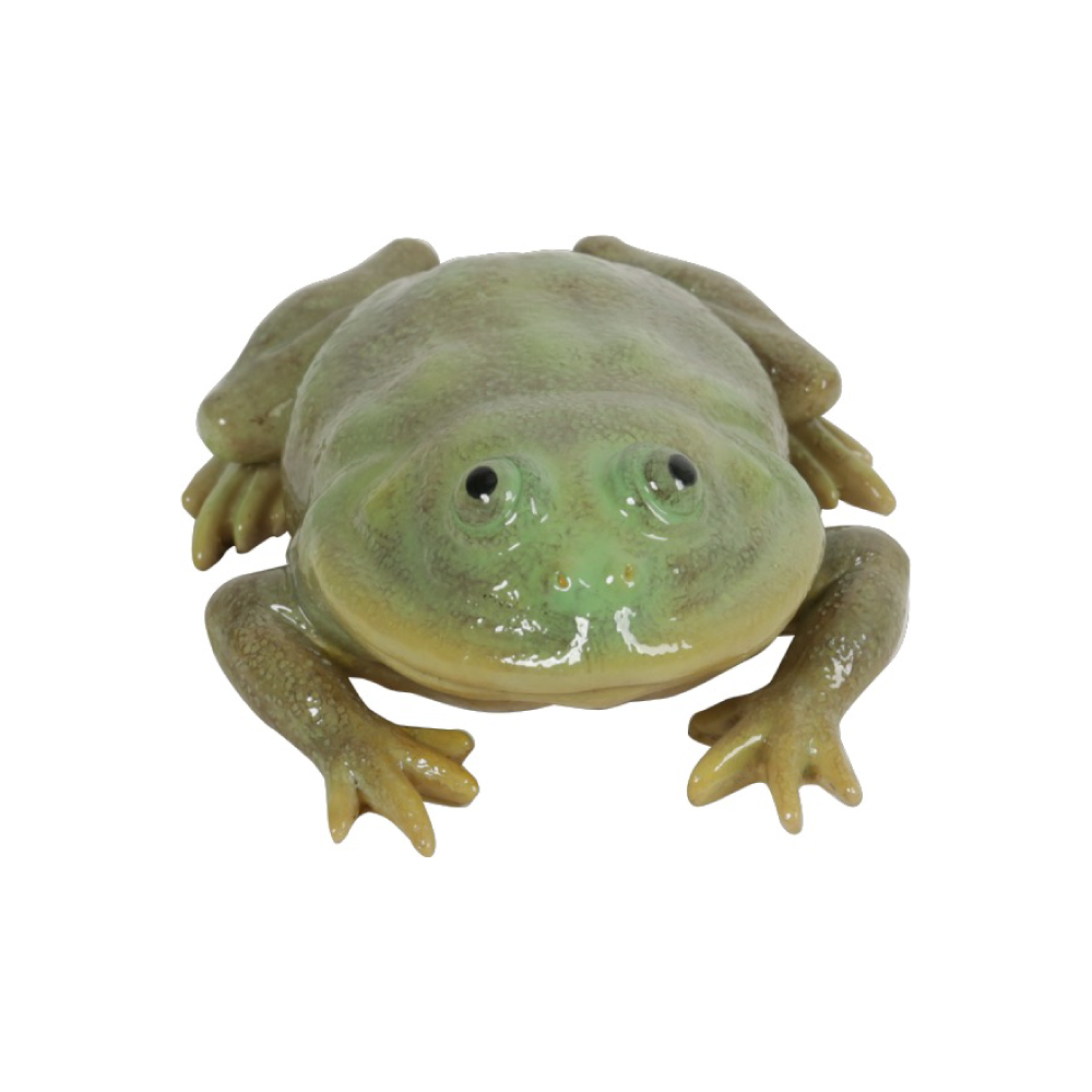 REPTILES MAG】BUDGETT'S FROG | magnet Inc.